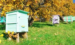 Producteurs de miel en Auvergne
